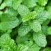 Nana Mint (125g 4.4 oz) Spearmint Cut Gently Dried 100% Pure and Natural for The Preparation of Tea Moroccan Mint Herbal Tea 125 GR - Buy Online on GoSupps.com