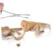 SEWOART Reptile Feeding Clip Lizard Stuff Reptile Tools Gecko Tool Stainless Steel Silver - Buy Online on GoSupps.com