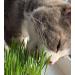 Cat Grass Rye 3 Pack by Cat FurNature  - Buy Online on GoSupps.com