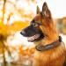 Didog Customizable Leather Dog Collar - Soft Padded Engraved Name Tag for Small & Medium Dogs - XXL 50-60 cm Brown - Buy Online on GoSupps.com