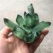 Specimen Green Ghost Phantom Quartz Crystal Cluster Rock Stones Crystals ReikiSpecimen Home Decor GiftStone Full of Texture (Size : 500-600g) - Buy Online on GoSupps.com