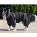 Minezi Waterproof High Collar Dog Raincoat Set - XL (46-49cm) - Black with Reflex Stripes - Perfect for All Breeds - Buy Online on GoSupps.com