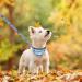 EXPAWLORER Dog Collar and Lead Set - Dog Bow Tie Collar and Dog Bandana Collar with Cute Bell No Tangle Dog Lead Adjustable Collars for Puppy Small Dogs Cats (Small) Small Blue - Buy Online on GoSupps.com