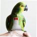2Pcs Flying Bird Diapers for Pigeons | Flight Bird Clothing & Pet Accessories - Buy Online on GoSupps.com