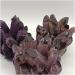 Natural Crystal 1 Piece of Natural Purple Ghost Quartz Crystal Cluster Rough Crystal Specimen for Home and Office Decoration Power Stone Crystal HOMEZHOU (Size : 600-750g) - Buy Online on GoSupps.com