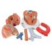 3B Scientific VD253 7 Part Heart Model 7.9-Inchx5.9-Inchx6.7-Inch - Buy Online on GoSupps.com