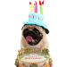 Cute Birthday Cake Hat for Pets with 5 Color Candles - Blue - Buy Online on GoSupps.com