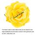 KEHAWK 15PCS Rose Flower Hairpins - Elegant Large Floral Hair Clips for Women - Perfect for Parties, Weddings & Bridal Hair Accessories - Buy Online on GoSupps.com