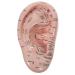 DOITOOL Ear Acupuncture Model Professional Reflexology Learning Display Lab Supplies