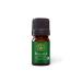 Aromatics International Premium Organic Bergamot Essential Oil 5ml | 100% Pure Essential Oil for Diffusion & Aromatherapy Bergamot 0.17 Fl Oz (Pack of 1)
