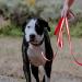 Laroo 5m Reflective Dog Drag Line - Waterproof PVC Leash for Small & Large Dogs | Ideal for Night Walks & Training - Buy Online on GoSupps.com