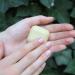 Hello Simple Solid Hand Cream - Zero Waste Vegan Hand Balm | Sustainable Natural Cosmetics | Plastic-Free & Microplastic-Free | 25g Ginger - Buy Online on GoSupps.com