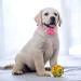 JpGdn 12pcs Dog Collar Bows Flowers with Fake Pearls Collar Charms Bow for Small and Medium Puppy Doggies Cats Pet Wedding Birthday Party Festival Slides Detachable Attachment Grooming Accessories Size: 5cm - Buy Online on GoSupps.com