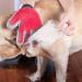 Marchul Pet Grooming Glove - Deshedding Massage Mitt for Cats, Dogs, Horses - Long/Short Hair Remover - 1 Pair (Red) - Buy Online on GoSupps.com