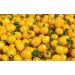  Italian Gourmet E.R. Grangusto Pomodoro Datterino Giallo Pack of 6 whole unpeeled yellow tomatoes in tomato juice Italian tomato 400g can + 400g can - Buy Online on GoSupps.com
