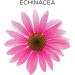 Similasan Kids Nighttime Cough & Cold Relief with Echinacea - Natural Support for Ages 2+ - Buy Online on GoSupps.com