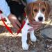 Adjustable Double Pet Trainer Leash - No Tangle Double Dog Leash for Dual Use | Weescie - Buy Online on GoSupps.com