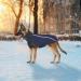 Slowton Navy Blue Winter Coat for Dogs | Warm Polar Fleece Jacket with Turtleneck & Waterproof Design | Adjustable & Windproof Vest for Small Pets - Buy Online on GoSupps.com