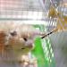 Hamster Water Drinking Dispenser 3 Pcs 125ml Plastic Hanging Small Animal Water Bottles Automatic Water Feeder for Hamster Rabbit Guinea Pig Rat Gerbil - Buy Online on GoSupps.com