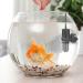 MiOYOOW Adjustable Aquarium Heater 10W/20W/30W for Small Turtle Tanks | Digital Display & 30W Model for Tanks Under 8L - Buy Online on GoSupps.com