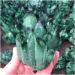 Natural Crystal Rough Stone Crafts Natural Green Ghost Phantom Quartz Crystal Cluster Crystal Druse Specimen Minerals Reiki - Buy Online on GoSupps.com