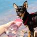 Sayapeiy Portable 350ml Dog Water Bottle - Antibacterial Travel Dispenser for On-the-Go Hydration - Perfect for Outdoor Adventures - Pink - Buy Online on GoSupps.com