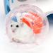 2 Pieces Hamster Ball 12cm Small Animals Dwarf Hamster Ball Transparent Spinning Running Wheel Small Animals Cage Accessories (Red + Yellow) - Buy Online on GoSupps.com