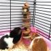 Organic Apple Wood Chew Toys for Hamsters, Rabbits, Chinchillas, Guinea Pigs, Rats & Birds - 13PCS - Buy Online on GoSupps.com
