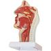Nasal Cavity Model Oral Nasopharyngeal and Laryngeal Lesion Model Nasal Cavity Pathological Model Nasal Cavity Magnification Model is Suitable for Medical Teaching - Buy Online on GoSupps.com
