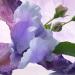 BVLGARI Omnia Amethyste for Women 2.2 oz Eau de Toilette Spray 2.2 Fl Oz (Pack of 1) - Buy Online on GoSupps.com