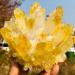 Natural Yellow Phantom Quartz Crystal Cluster Specimen Stone Crystal Cluster (Size : 500-550g)