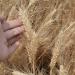 Dried Wheat Stems 100PCS Type 1 Dried Wheat Stalks Dried Wheat Sheaves Fake Dried Wheat Sheaves Stalks Bouquet Bundles Natural Wheat Stalks Bundle Dry Grass Bunch DIY Arrangements Primary - Buy Online on GoSupps.com