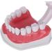 Verdant Touch Dentist Tooth Model | Dental Teaching Tools & 2X Magnification for Effective Dentist Training - Buy Online on GoSupps.com