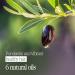 BOUQUET GARNI Deep Perfume Hair Serum - Long Lasting Fragrance & Hydrating Treatment - Buy Online on GoSupps.com