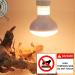 DERNORD 50W Reptile Basking Heat Lamp Bulb 2-Pack for Bearded Dragons Tortoises & Chicks - Optimal Heat & Light - Buy Online on GoSupps.com