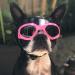 Pet Leso Doggles - Stylish Windproof Puppy Sunglasses in Pink | Shop Internationally for Trendy Dog Goggles - Buy Online on GoSupps.com