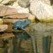 Ubbink Gargoyle for Pond Small Frog 12 cm Grey - Buy Online on GoSupps.com