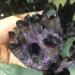 Room Decoration Natural Crystals and Stones Natural Amethyst Quartz Crystal Cluster Phantom Quartz Raw Specimen for Home Decoration for Decoration (Color : 700-800g) - Buy Online on GoSupps.com