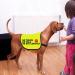 Nervous Dog Jacket Vest Service Dog Working Dog Anxious Dogs Scared Dogs Slogan Warning Vest (NO TOUCH Large) - Buy Online on GoSupps.com