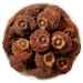 Rosa Roxburghii Tratt Ci Lei Kin Gwo Prickly Pear Dried rosa Roxburghii (500g)