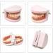 Honbay Standard Teeth Model with Toothbrush | Adult Dental Demonstration Teaching Supplies - Buy Online on GoSupps.com