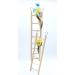 Wooden Climbing Ladder Toy for Parakeets, Parrots, Cockatoo - 2pcs, 6 Step & 8 Step - Buy Online on GoSupps.com