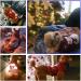 Buy Abrrlo Dog Costumes - Cotton Sweaters & Winter Coats for Christmas | Pet Dog Costumes & Holiday Gifts (Snowman) - Buy Online on GoSupps.com