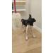 Dingo Dog Toy - Natural Fur Bungee Handle for Agility & Training | Motivational Apport Game - Pink Grip 15580 - Buy Online on GoSupps.com