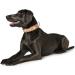 HUNTER SWISS High-Quality Leather Dog Collar - Natural Beige Swiss Cross Size 42 (SM) - International Shipping Available - Buy Online on GoSupps.com