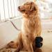 2Pcs Adjustable Dog Cat Leg Brace Elastic Warm Knee Pads for Surgery Wound Support and Stability for Injury Recovery Prevent Licking (Black) - Buy Online on GoSupps.com