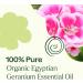 Plant Therapy Organic Egyptian Geranium Essential Oil 100% Pure USDA Certified Organic Undiluted Natural Aromatherapy Therapeutic Grade 5 mL (1/6 oz) Geranium 0.16 Fl Oz (Pack of 1) - Buy Online on GoSupps.com