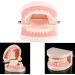 Pusokei Standard Tooth Model - PVC Dental Study Model with 28 Teeth & Soft Gums for Kids | Ideal for Clinics & Hospitals - Teach Brushing! - Buy Online on GoSupps.com