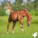 Reavet Joint Complete 1kg - Natural Joint Powder for Horses | Support Mobility & Vitality with Devil's Claw & Ginger - Buy Online on GoSupps.com