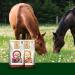 M hldorfer Beetroot Chips 3.5 kg | 100% Pure Natural Additive-Free | Upgrade Individual Horse Muesli - Buy Online on GoSupps.com